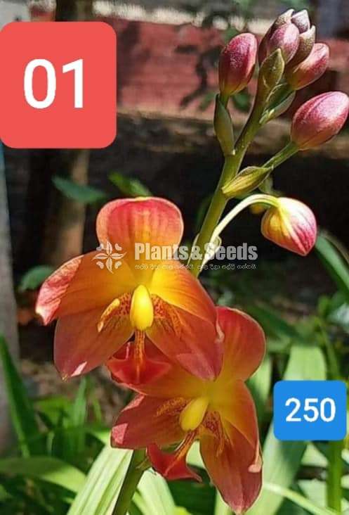 Ground Orchids 