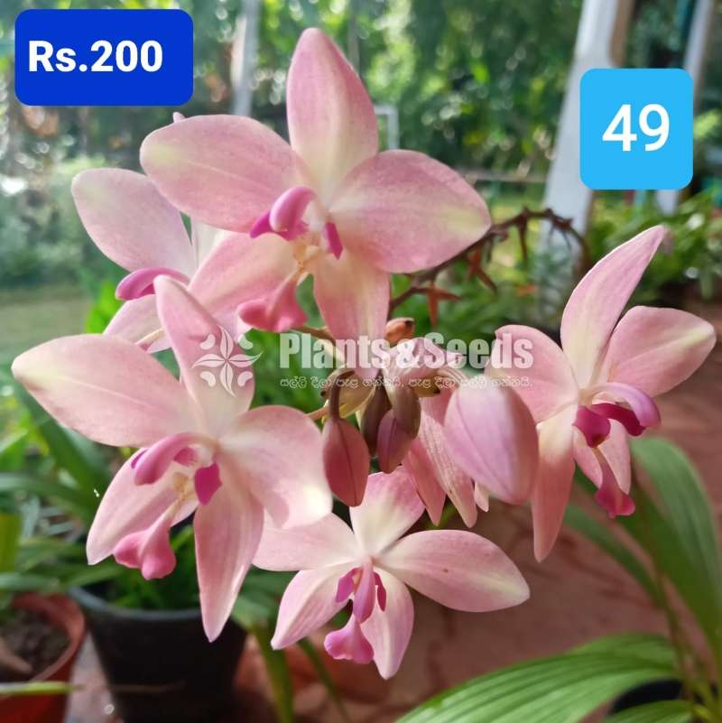 Ground Orchids 