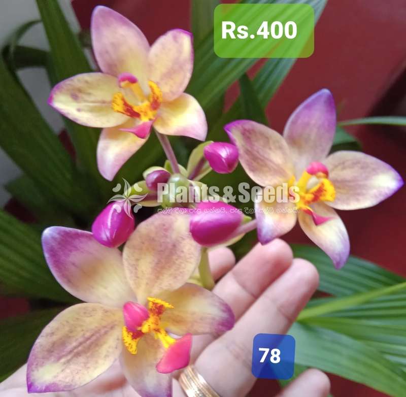 Ground Orchids 