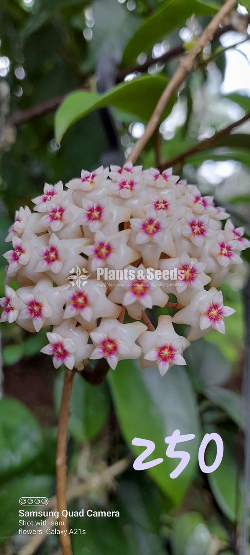හෝයා ( Hoya plants)