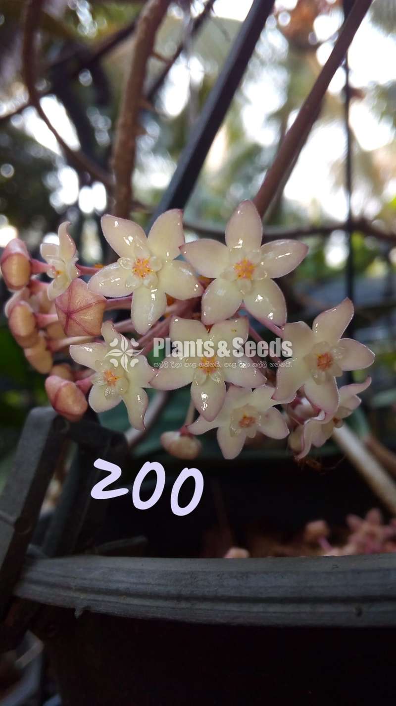 හෝයා ( Hoya plants)