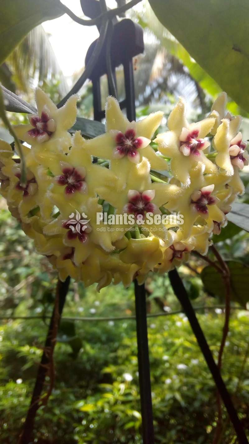 හෝයා ( Hoya plants)