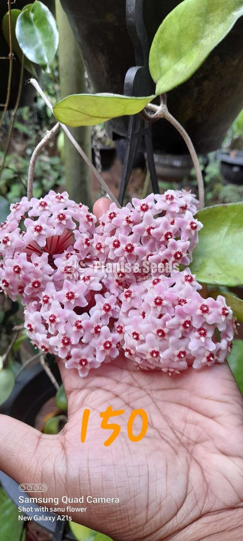 හෝයා ( Hoya plants)
