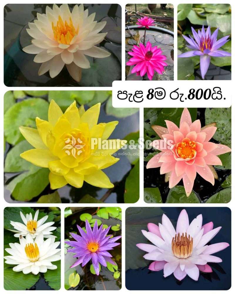 Water plant package