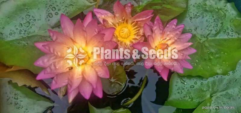 Tropic sunset  Water plants