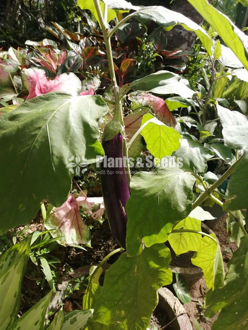 එලවලු පැල