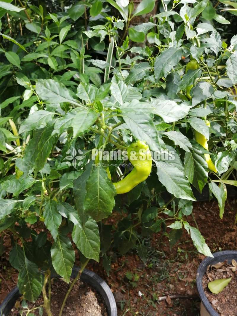 එලවලු පැල
