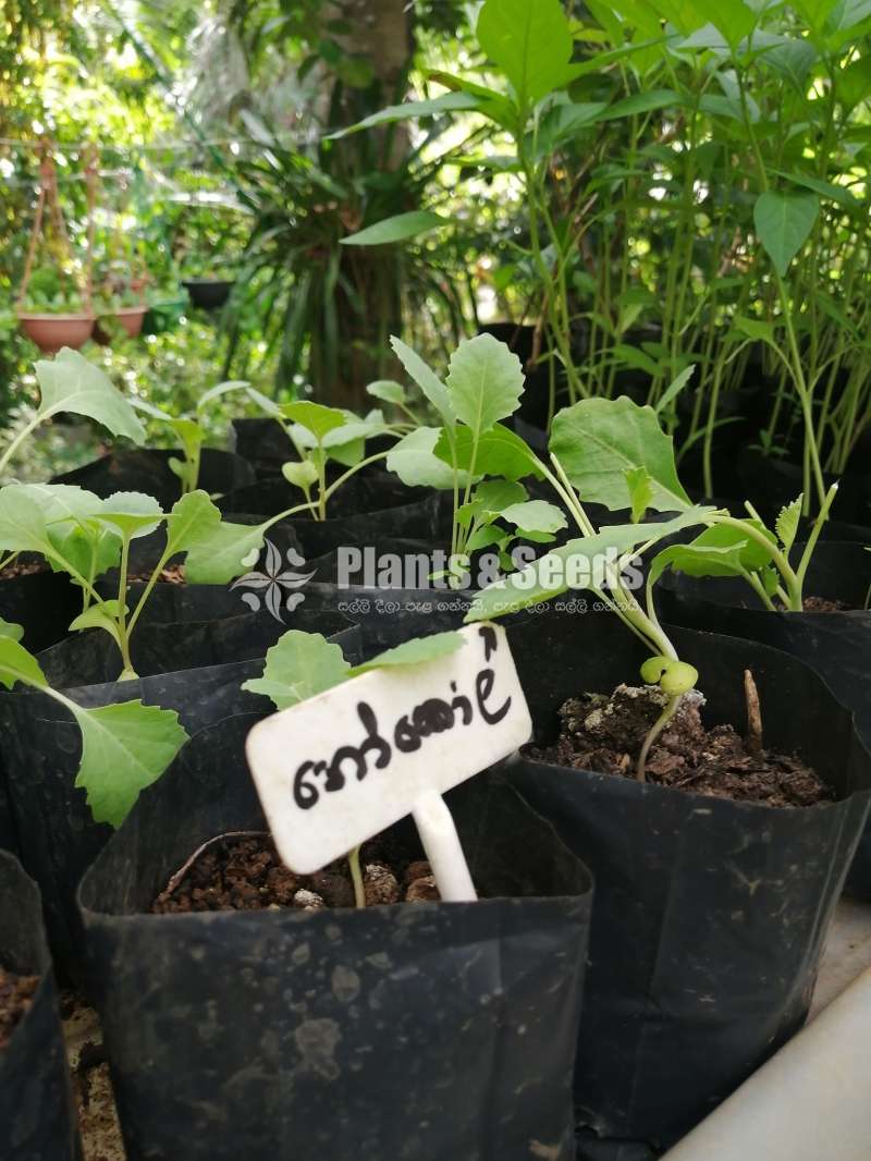 එලවලු පැල