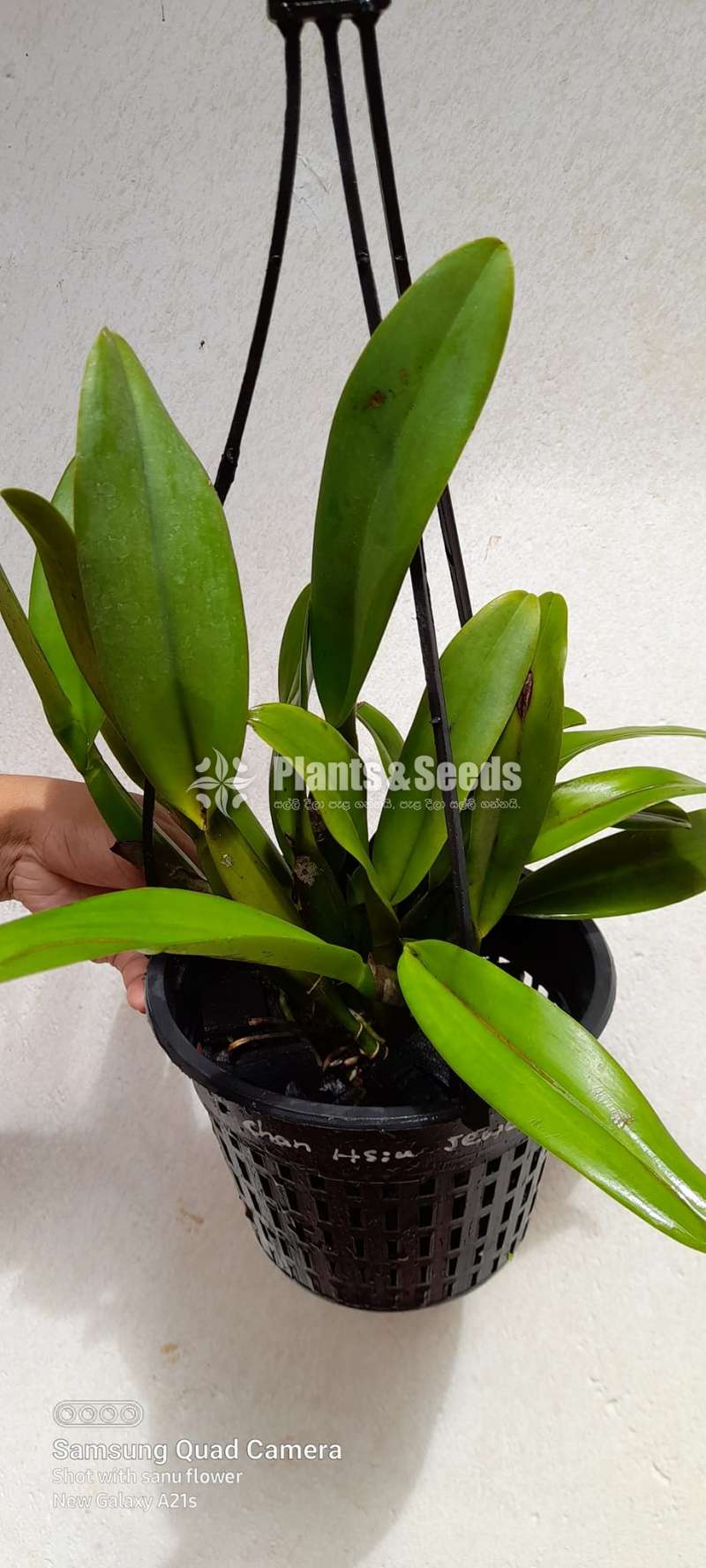 Cattleya chan Hsiu Jewel-Orchid