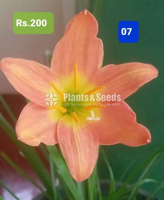 Rain lilly