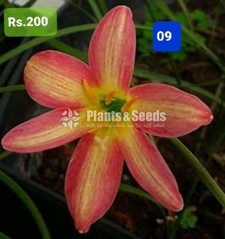 Rain lilly