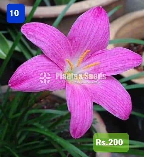Rain lilly