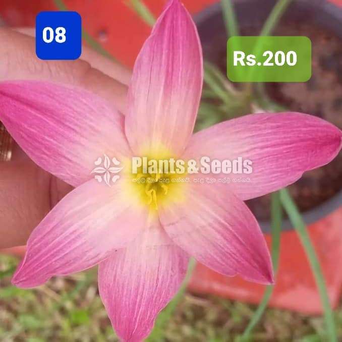 Rain lilly