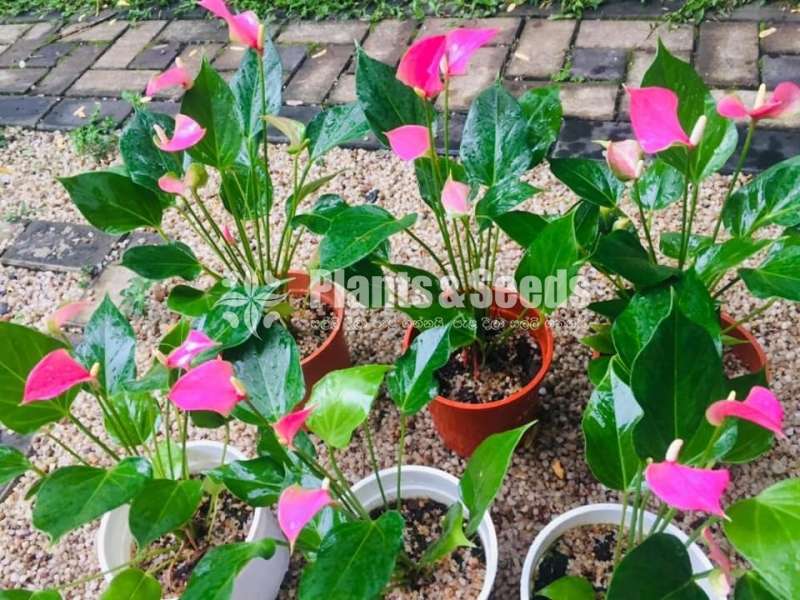 Alexciya pink Anthurium
