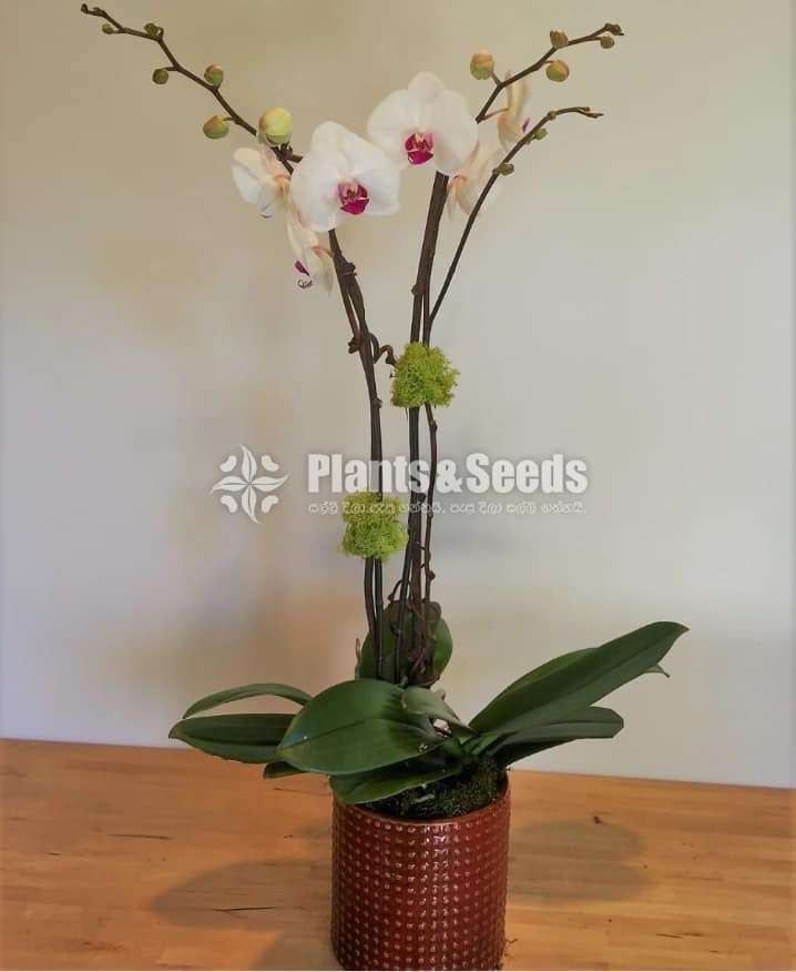 Phalaenopsis Orchids (පැලනොප්සිස් )