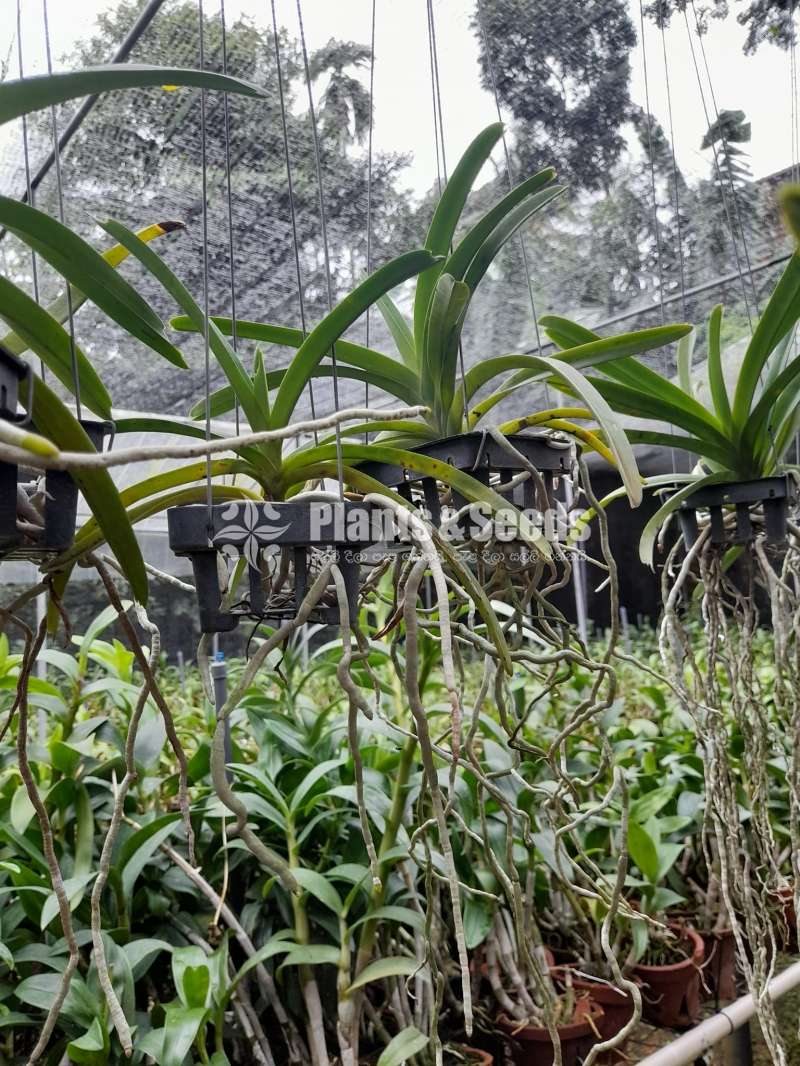 වැන්ඩා පැල (Vanda Plants)