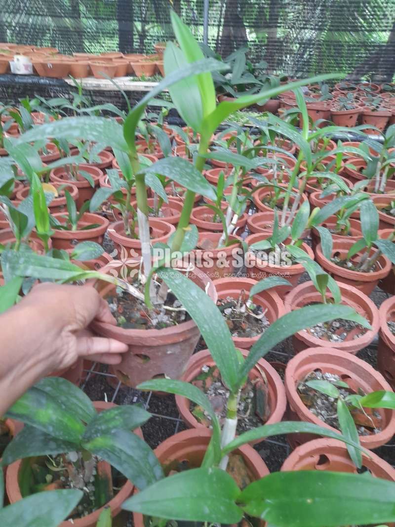 සෝනියා බයි කලර් ඕකිඩ් පැල(Orchid Plants)