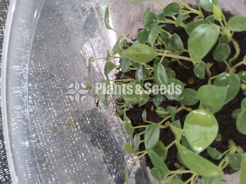 Anthuriam Vanila seeds plants 