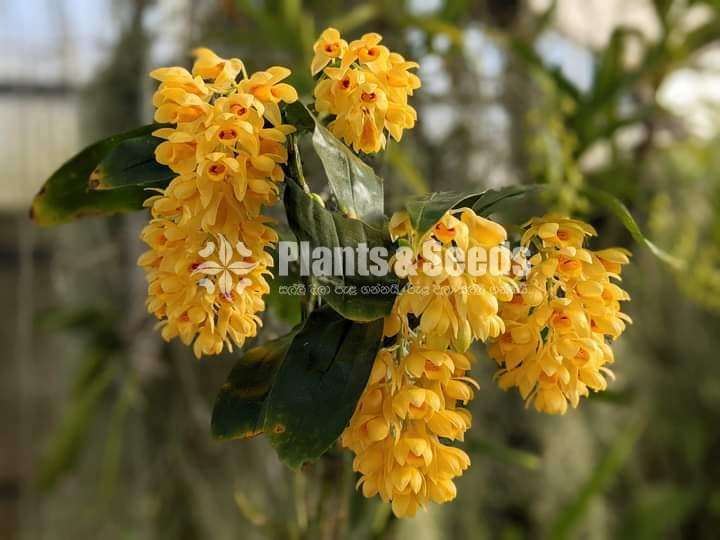 endrobium sulcatum Plants