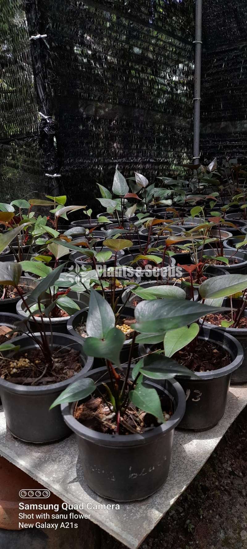 Black Anthrium collection