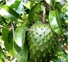 Fruits plant package