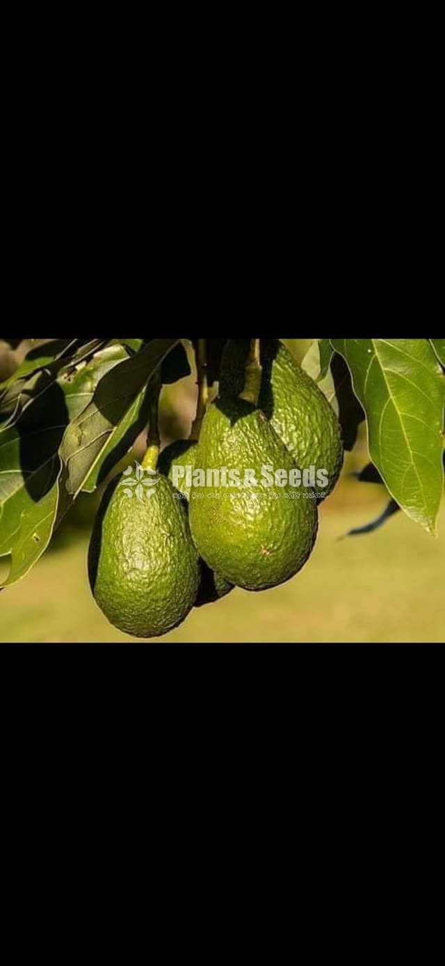 Fruits plant package