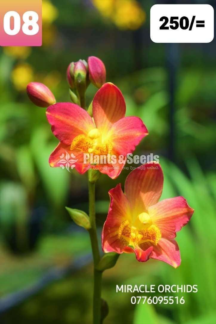 Ground Orchid ( නිරෝගී ග්‍රවුන්ඩ් ඕකිඩ්)