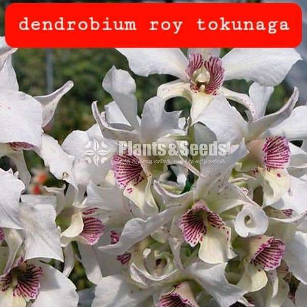 Dendrobium roy tokunaga Orchid