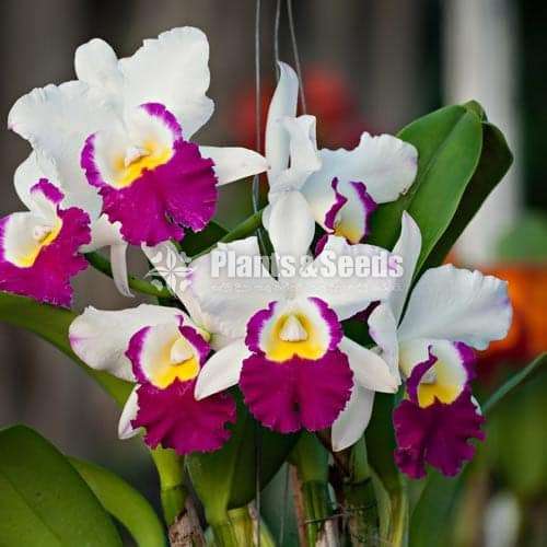 Cattleya Anna Orchid