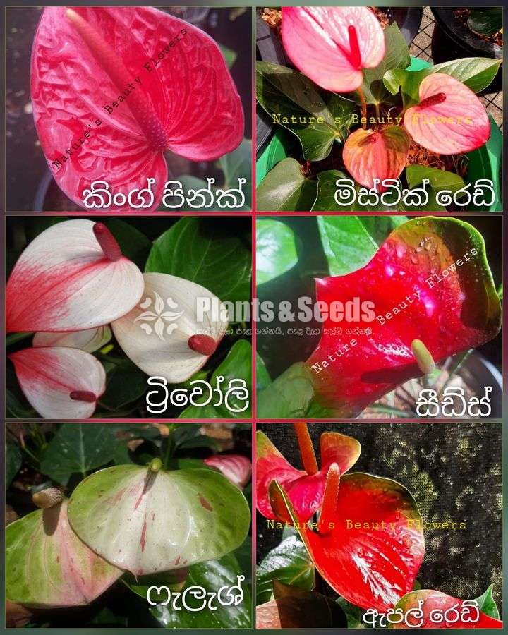Anthurium Package 