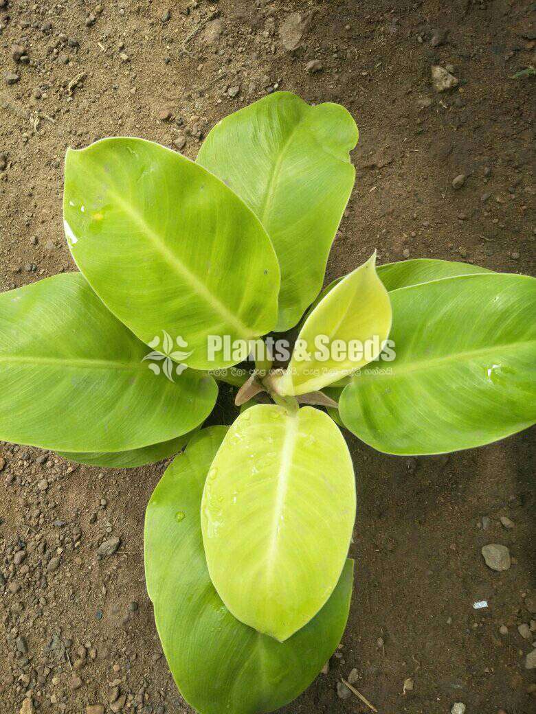 Aglonema Plants