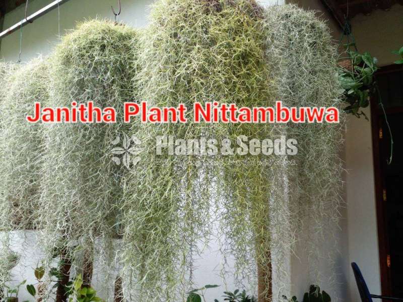 Spanish Moss මව් ශාක සහ පැල 