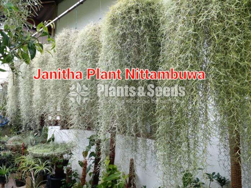 Spanish Moss මව් ශාක සහ පැල 