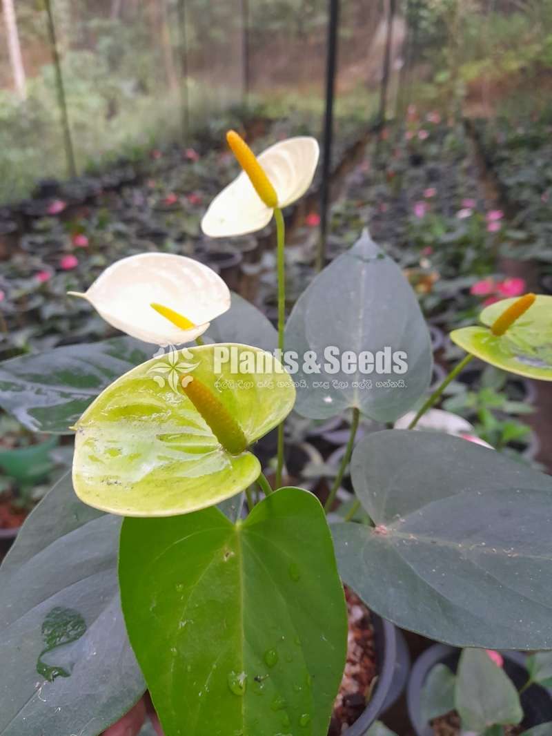 වැනිලා යේලෝ මල් (Vanilla Yellow)
