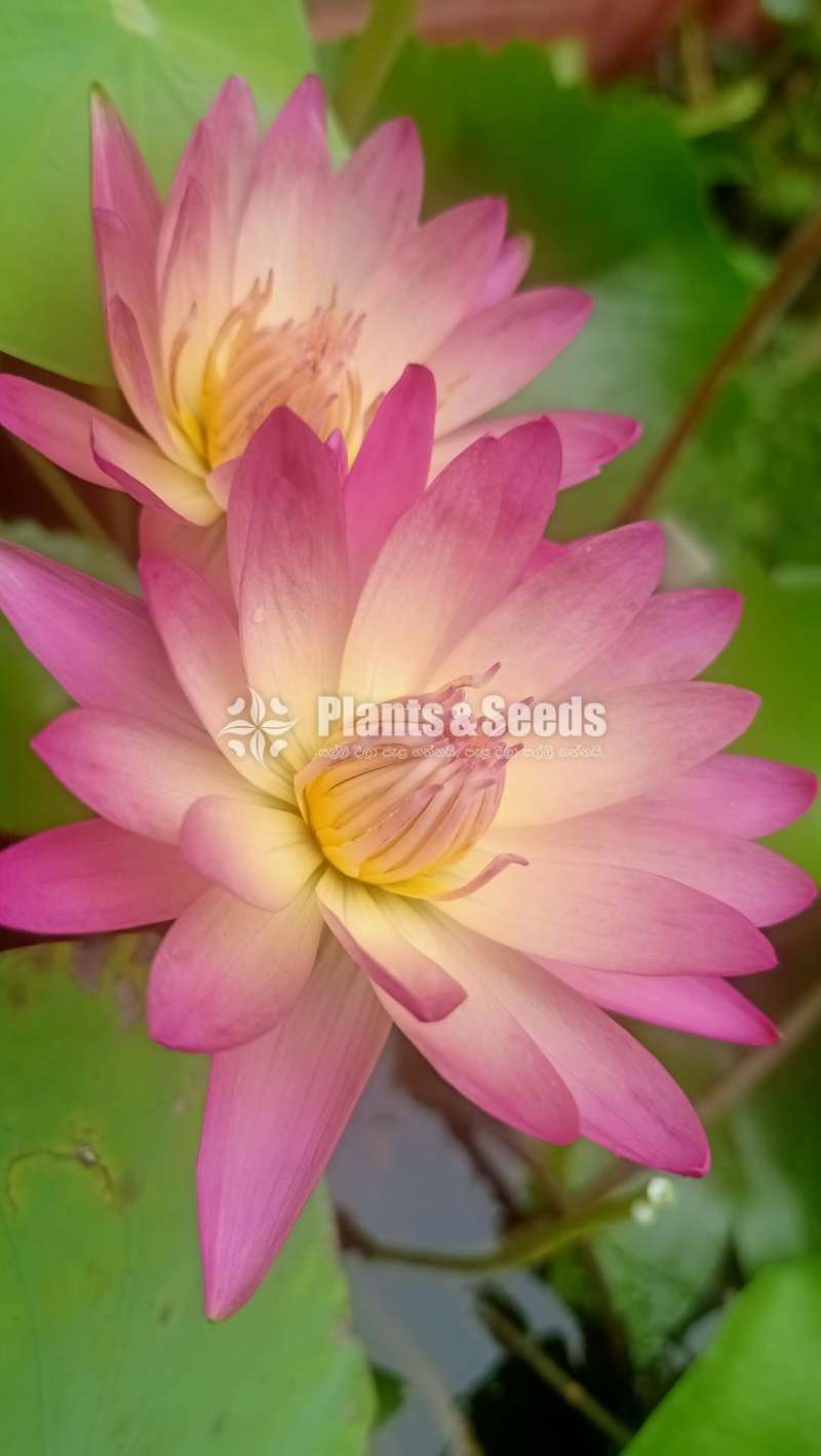 After Glow Water plants