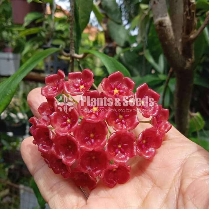 හෝයා(Hoya) මව් ශාක සහ පැළ