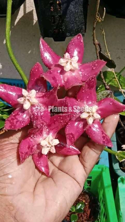 හෝයා(Hoya) මව් ශාක සහ පැළ