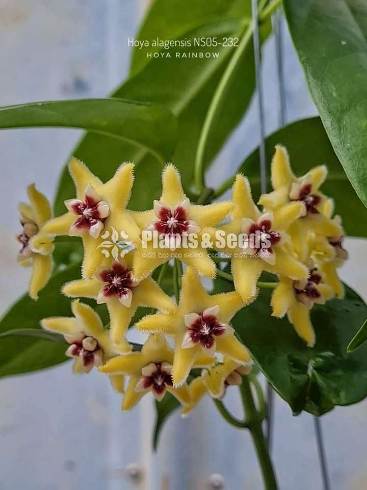 හෝයා(Hoya) මව් ශාක සහ පැළ