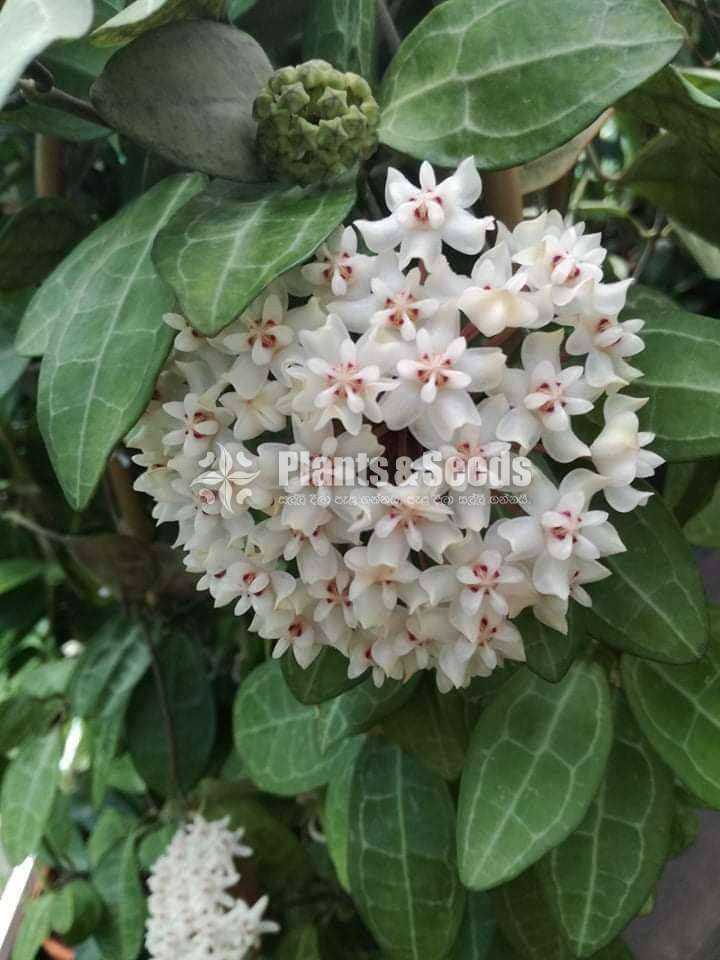 හෝයා(Hoya) මව් ශාක සහ පැළ