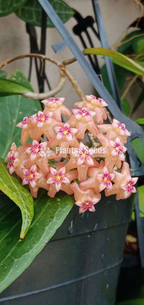 හෝයා(Hoya) මව් ශාක සහ පැළ