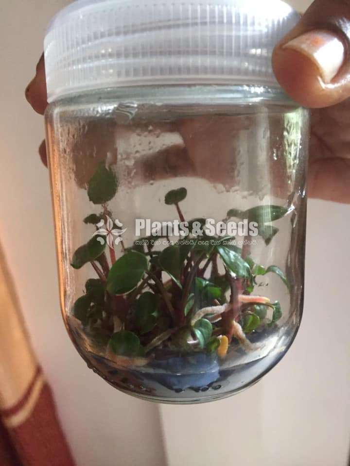 Tissue culture බෝතල් 