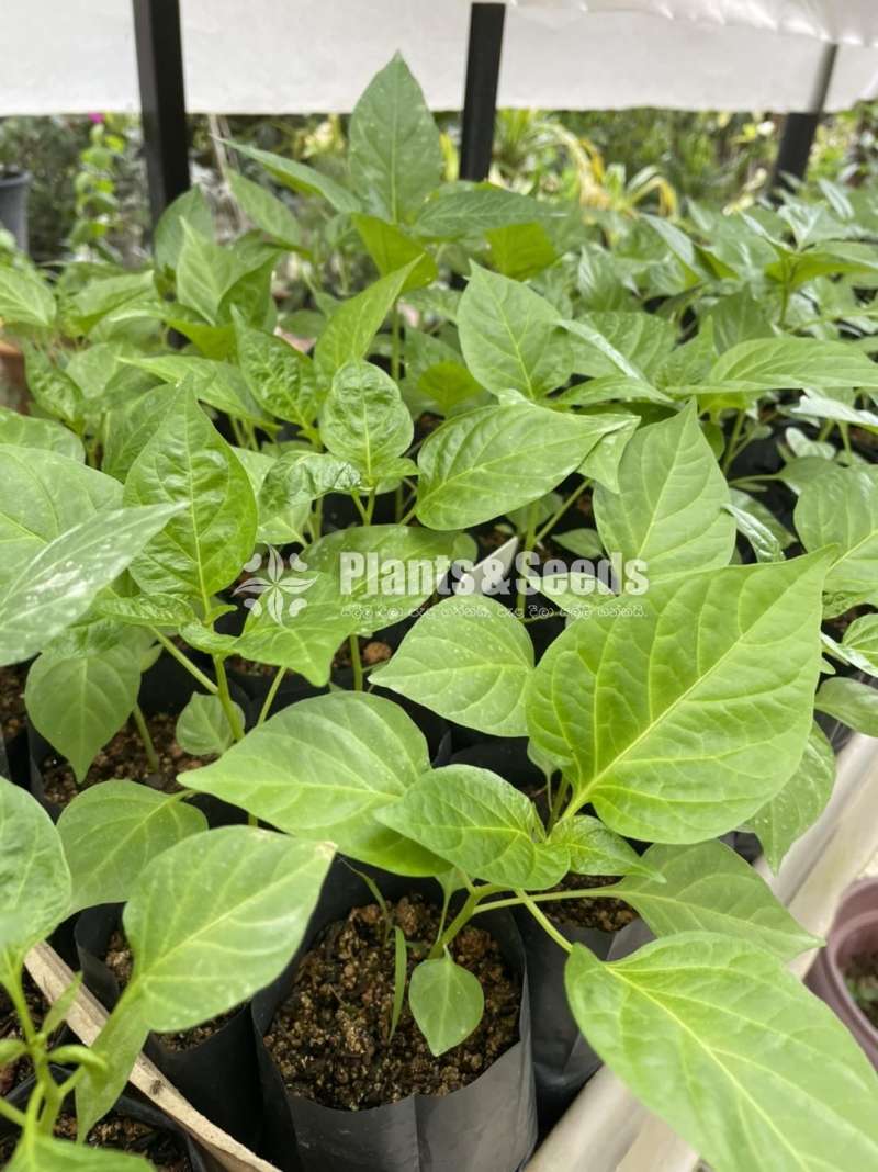 නයි මිරිස් පැල (Nimiris Plants)