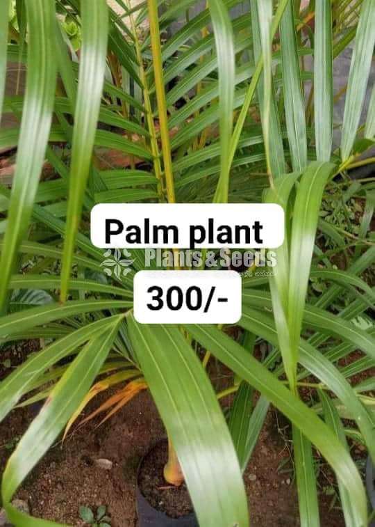 Palm Trees