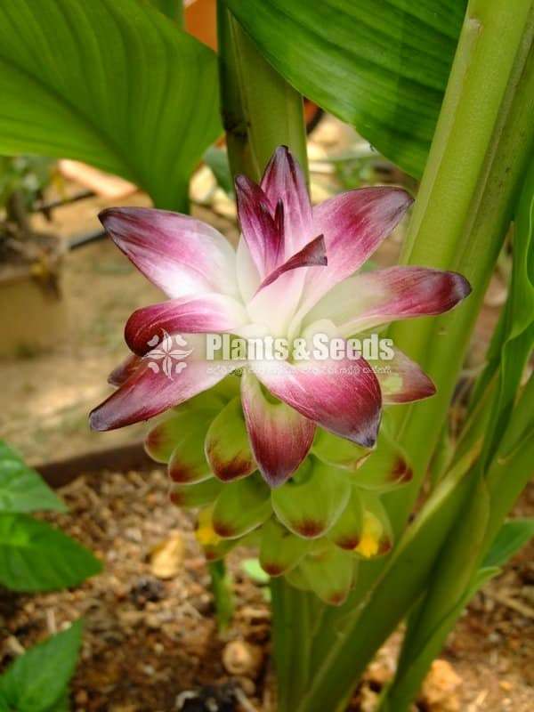 Mango Ginger ( අඹ ඉගුරු )