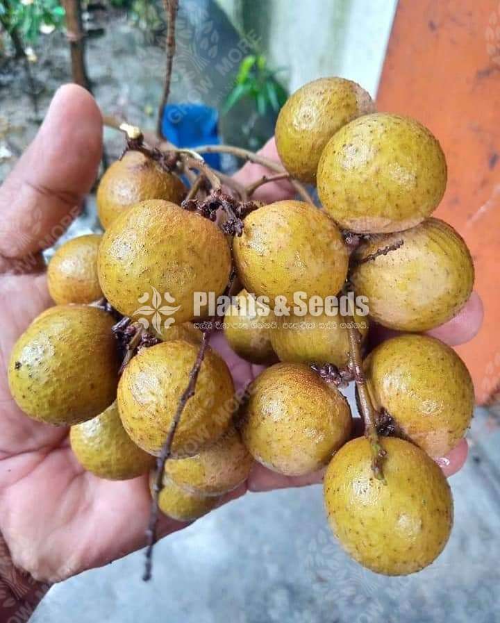 ගන්නෝරුව මොර 1 ( නීරෝධා )