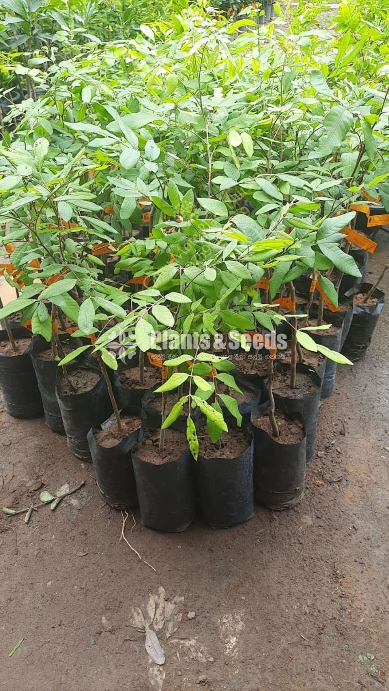 ගන්නෝරුව මොර 1 ( නීරෝධා )