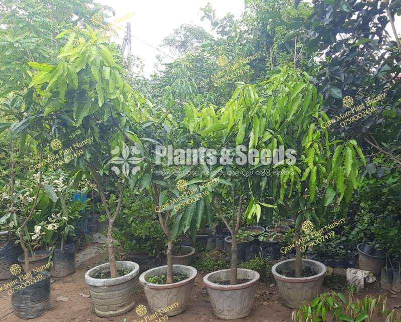 වෙල්ලෙයිකොලොම්බන් Mango