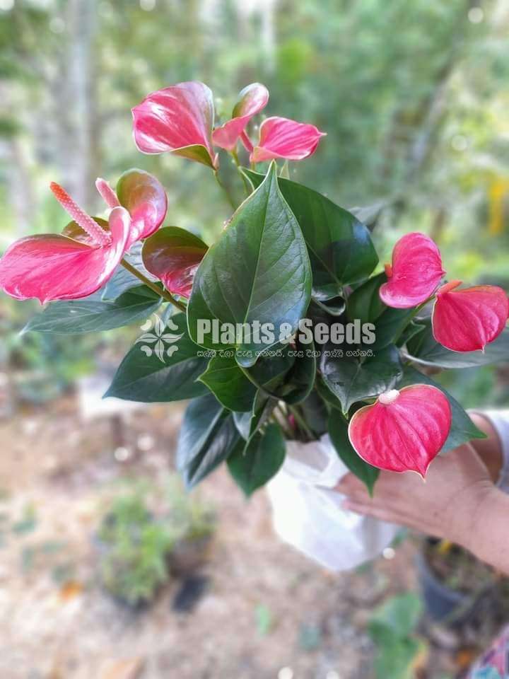 ලේඩ් ජේන් ඇන්තුරීයම් (Lady jane anthurium)