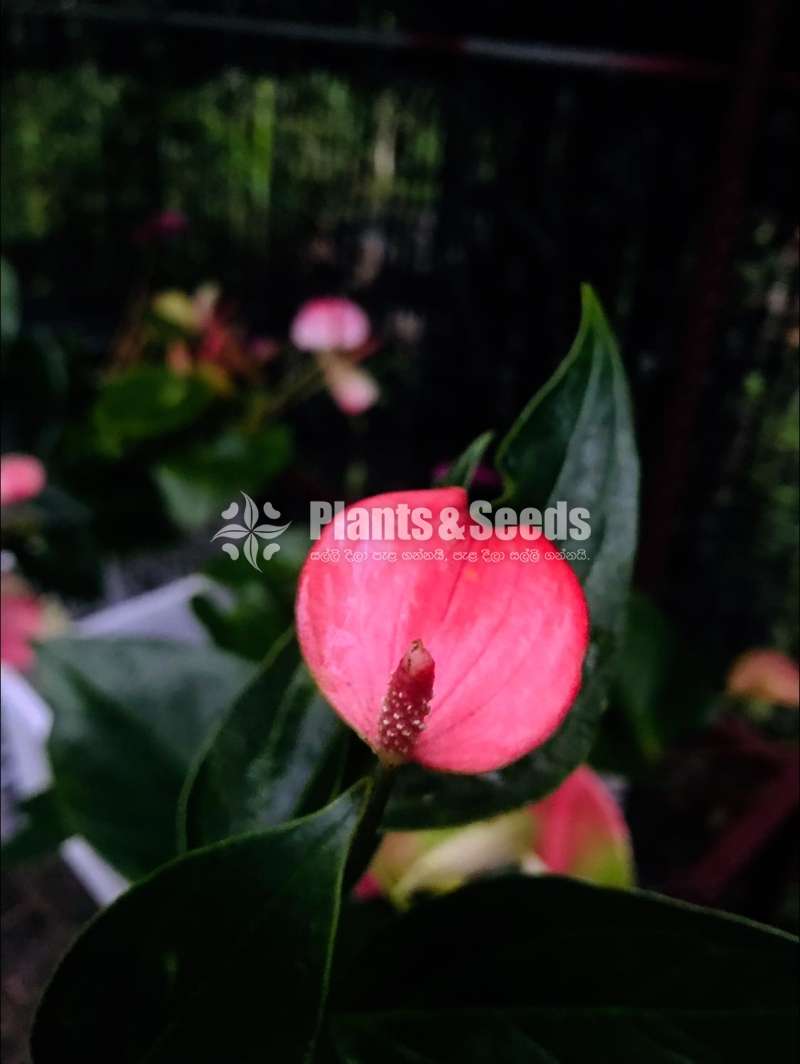  ලේඩී ජේන් 