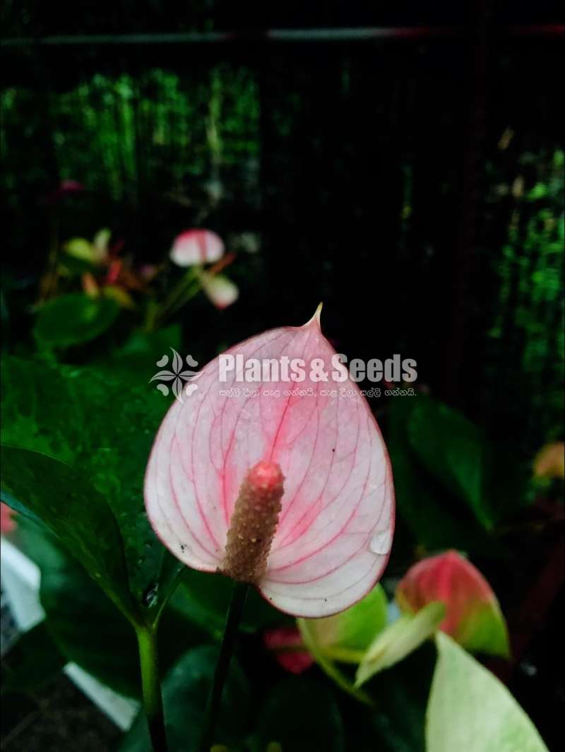 ලේඩී ජේන් 